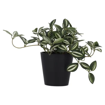 Best O'malley Plant Green Gem 18 Cm