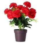 Clearance O'malley Plant M Assorti