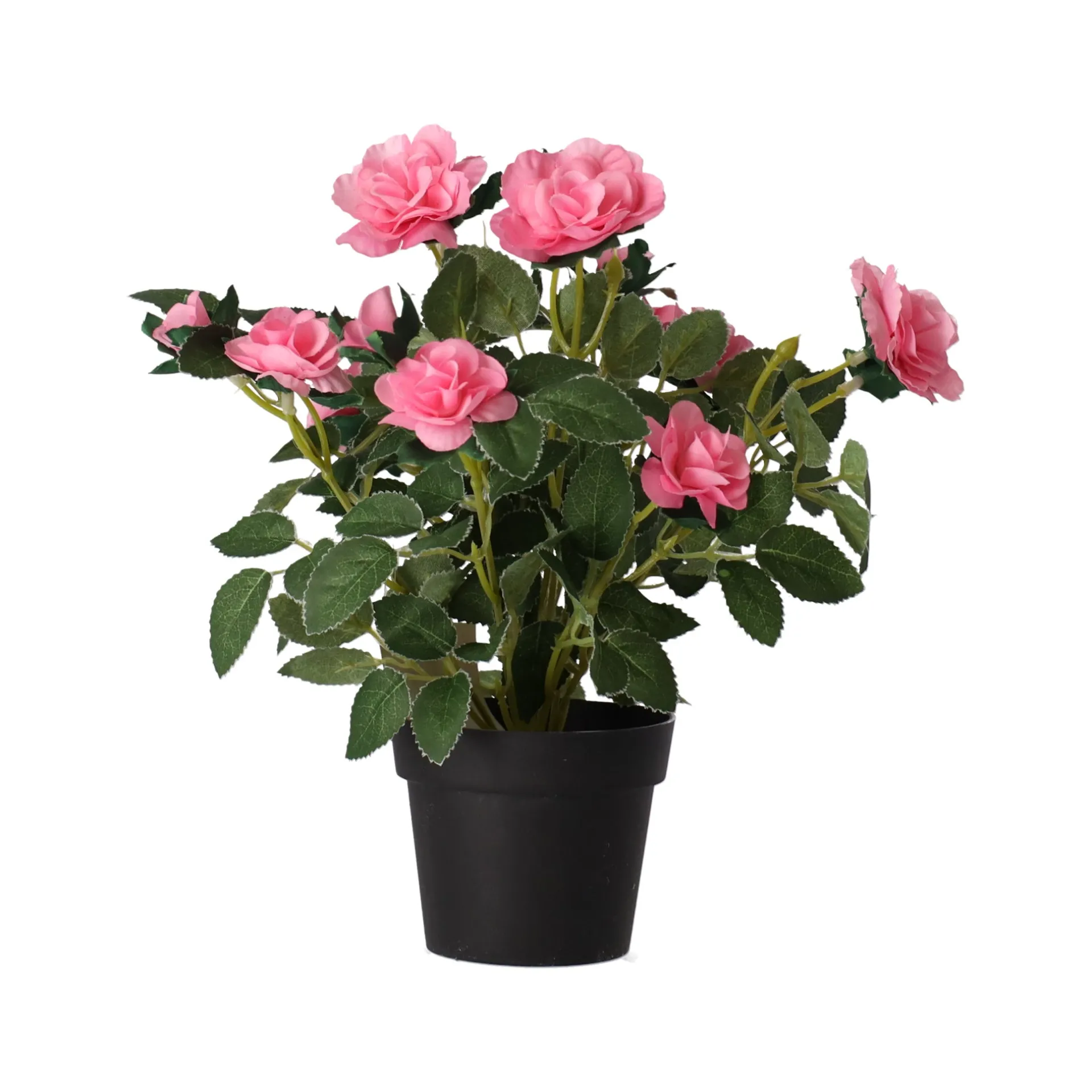 plant-met-roos-3-assorti-IAPoJIgS-0.webp Online O'malley Plant Met Roos, 3 Assorti
