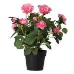plant-met-roos-3-assorti-IAPoJIgS-0.webp