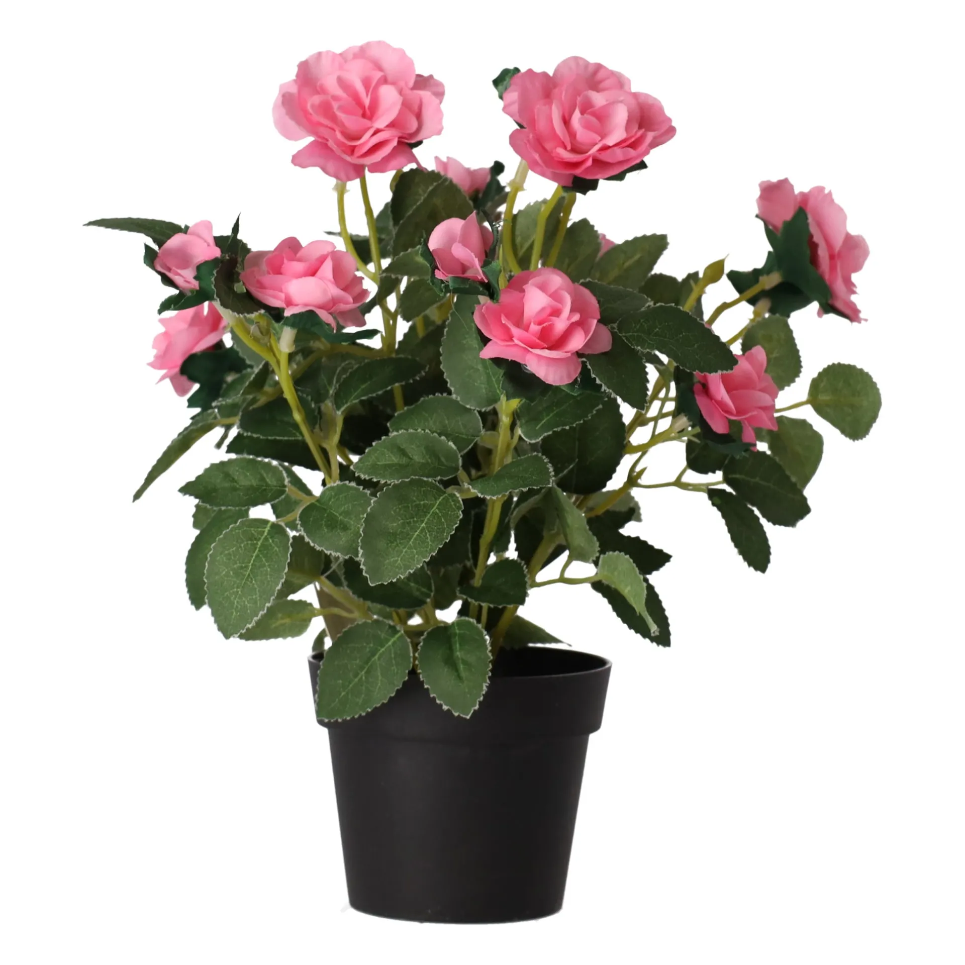 plant-met-roos-3-assorti-IAPoJIgS-1.webp Online O'malley Plant Met Roos, 3 Assorti