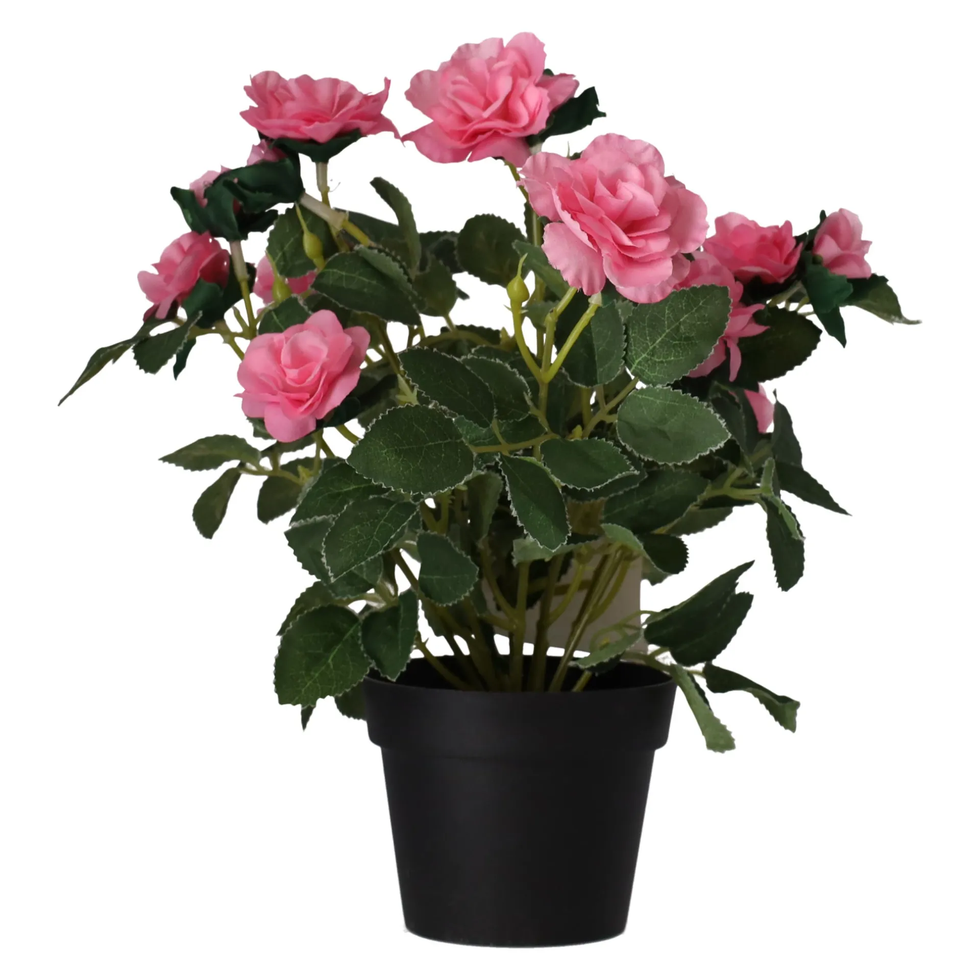 plant-met-roos-3-assorti-IAPoJIgS-2.webp Online O'malley Plant Met Roos, 3 Assorti