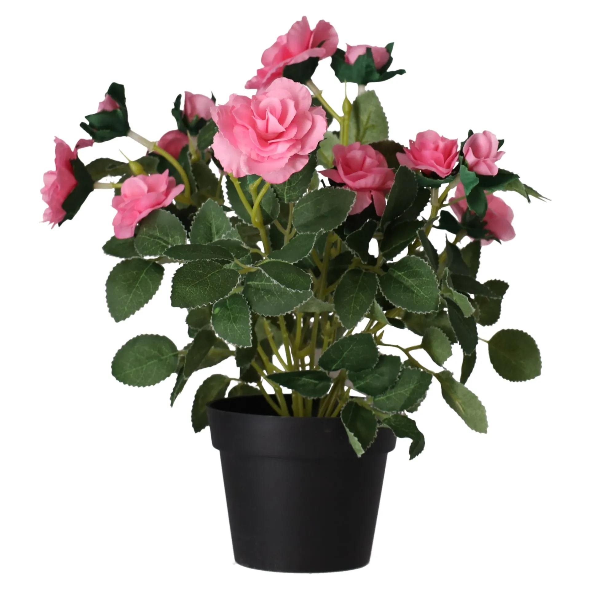 plant-met-roos-3-assorti-IAPoJIgS-3.webp Online O'malley Plant Met Roos, 3 Assorti