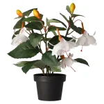 Online O'malley Plant O 4 Assorti