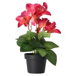 Discount O'malley Plant Q 12 Assorti