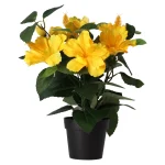 Online O'malley Plant T 4 Assorti