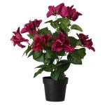 Discount O'malley Plant V 4 Assorti