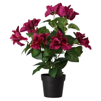 Discount O'malley Plant V 4 Assorti