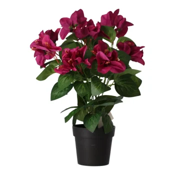 Discount O'malley Plant V 4 Assorti