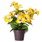 Sale O'malley Plant Viooltjes 4 Assorti