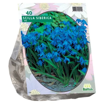 Discount Baltus Scilla Siberica Per 40