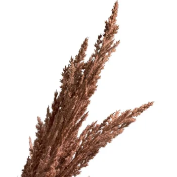 New Tak Pampasgras Bruin 82 Cm