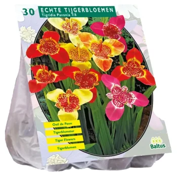 Sale Baltus Tigridia Pavonia Mix Per 30