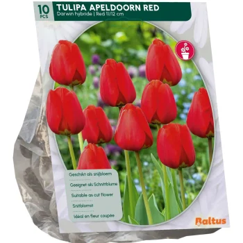 Best Baltus Tulipa Apeldoorn Rood Darwin Per 10