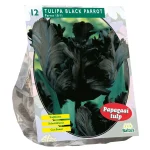 tulipa-black-parrot-parkiet-pe-IIJSuwDH-0.webp