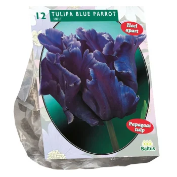 Outlet Baltus Tulipa Blue Parrot Parkiet Per 12