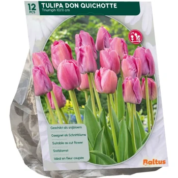New Baltus Tulipa Don Quichotte Triumph Per 12
