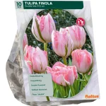 tulipa-dubbel-laat-finola-per-eGoSwwSX-0.webp