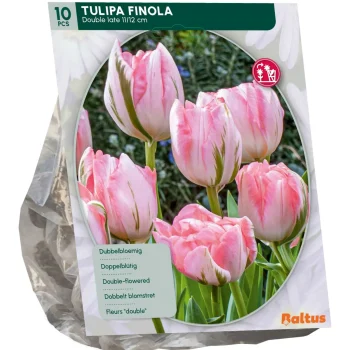 Best Baltus Tulipa Dubbel Laat Finola Per 10