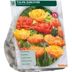 tulipa-dubbel-laat-sunlover-pe-SCbHsLTv-0.webp