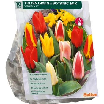 Hot Baltus Tulipa Greigii Mix Per 10