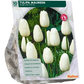 Outlet Baltus Tulipa Maureen Enkel Laat Per 10