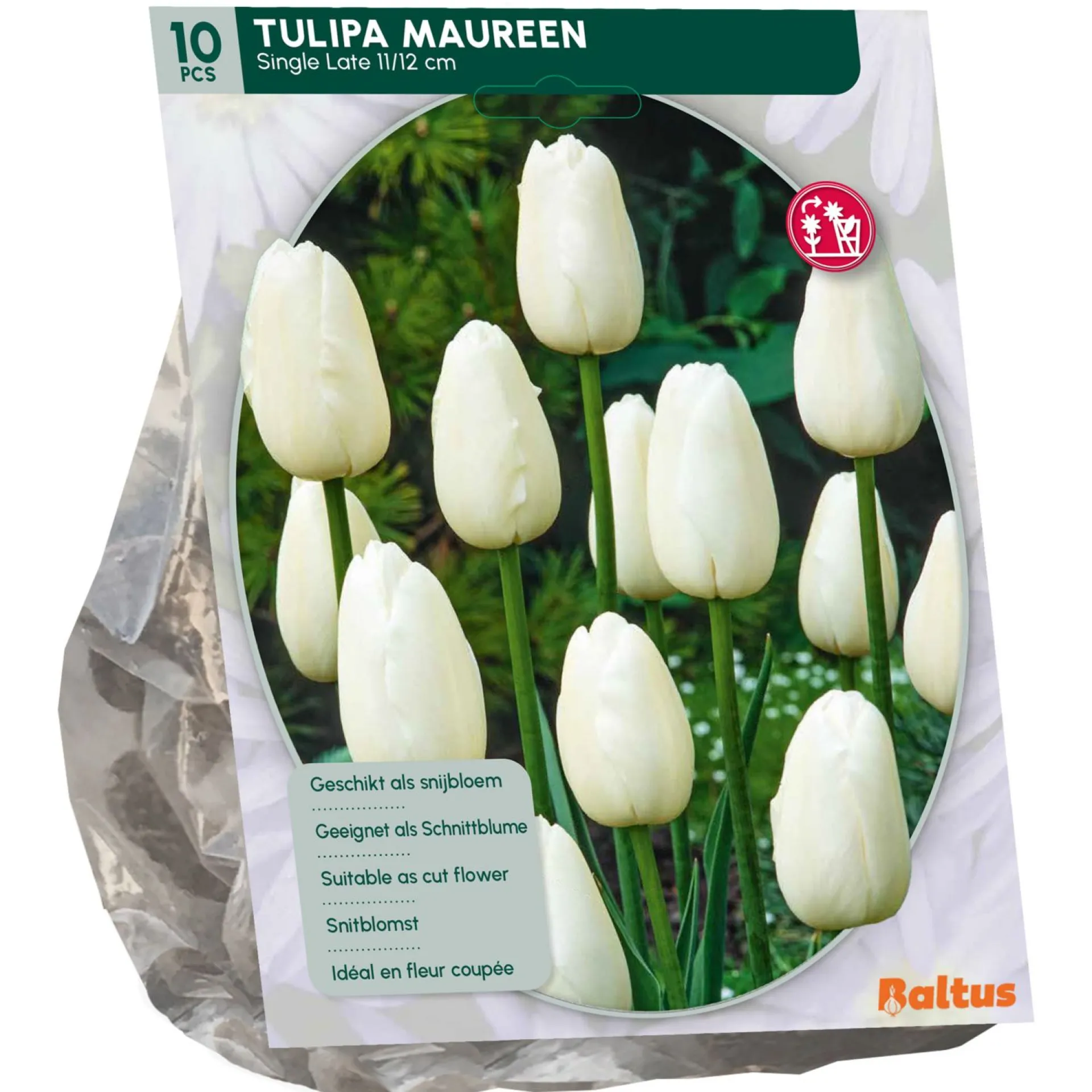 tulipa-maureen-enkel-laat-per-IYEmGWyA-0.webp Outlet Baltus Tulipa Maureen Enkel Laat Per 10