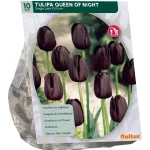 tulipa-queen-of-night-enkel-la-SCGHMKuh-0.webp