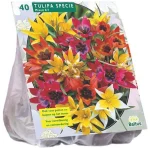 New Baltus Tulipa Specie Mix Per 40
