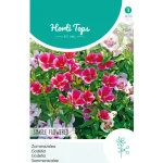 Clearance Horti Tops Zomerazalea Enkelbloemig Mix