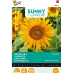 Hot Buzzy Zonnebloem Irish Eyes